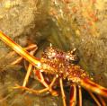 Crayfish - Owen Atkinson - Marine Nature Reserve Ambience - 3rd Place